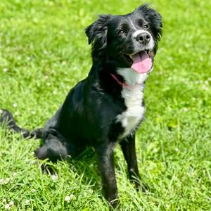 Lola, Retriever, Black Labrador, adult, available for adoption