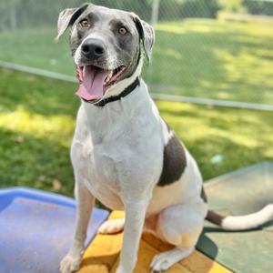 Lucky (f/k/a Ornament), Mixed Breed (Large), adult, available for adoption