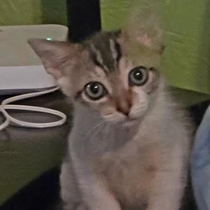 A close-up of a gray and white kitten with large, round eyes, sitting on a surface with a green wall in the background.