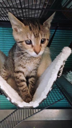 Gypsy, kitten, available for adoption