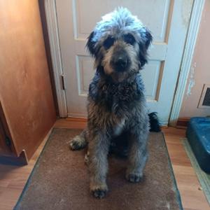 Levi (Courtesy Post), Poodle, young, available for adoption