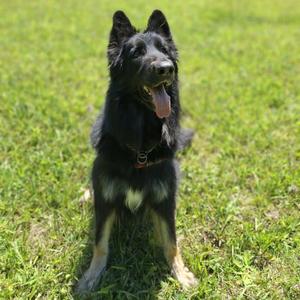 Sophie, German Shepherd Dog, adult, available for adoption