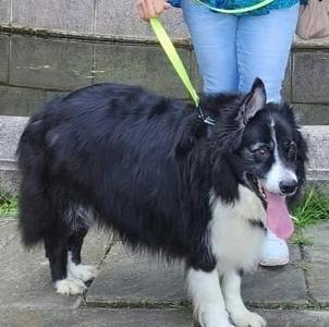 Butters, Border Collie, adult, available for adoption