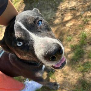 Jinx, Husky / Pit Bull Terrier, adult, available for adoption