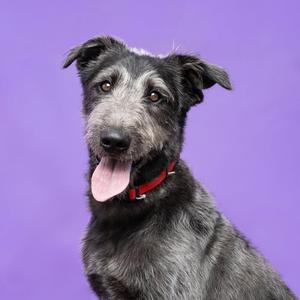 A black dog with a red collar and its tongue out, sitting against a purple background.