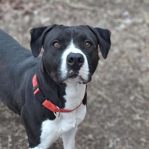 a black and white dog
