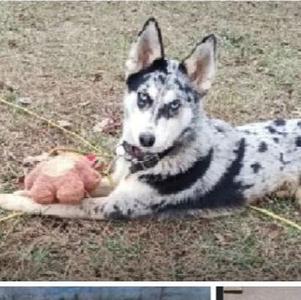 A black and white spotted dog lying on the grass with a pink toy.