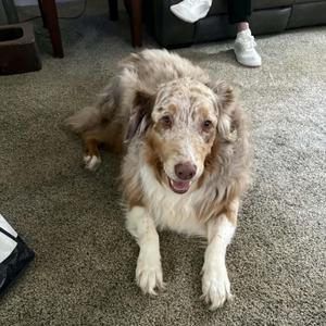 Leroy (Courtesy Post), Australian Shepherd, adult, available for adoption