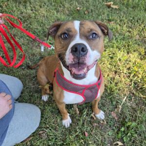 A brown and white dog wearing a red harness, sitting on grass with a red leash attached, looking up with a happy expression.