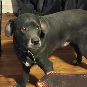 Oliver & Molly (Courtesy Post), Pit Bull Terrier, adult, available for adoption