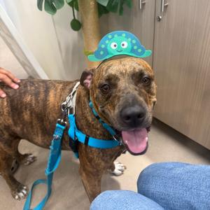 Coco, Hound, Plott, adult, available for adoption