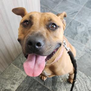 Harlie, Terrier, adult, available for adoption