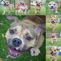 Humane Society of Pinellas