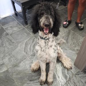 A black and white poodle sitting on a tiled floor with its mouth open, showing its teeth. The dog is wearing a collar and appears to be in a room with a wooden chair and a person's legs visible in the background.