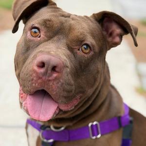 Cookie, Terrier, Pit Bull, adult, available for adoption