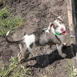 A gray and white merle pit bull type dog wearing a green collar standing in mud.