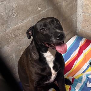 Aqua, Retriever, Black Labrador, adult, available for adoption