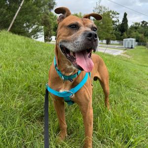 Herman, Boxer, adult, available for adoption