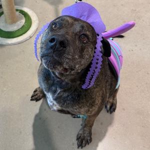 Akila, Mastiff, senior, available for adoption
