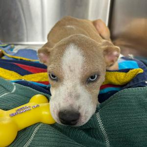 Jada, Catahoula Leopard Dog, available for adoption