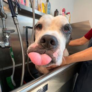 Bobo, Bulldog, American, senior, available for adoption