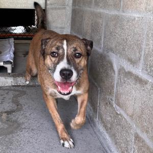 a brown and white dog running towards the camera