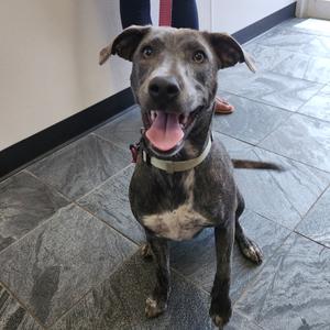 Basil, Terrier, young, available for adoption