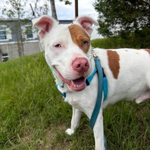 Hercules, Terrier, adult, available for adoption