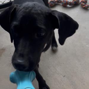 Dale, Retriever, Black Labrador, available for adoption