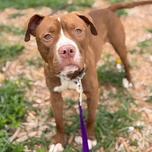 A brown pit bull mix with white markings on its chest and face stands on a grassy area wearing a purple leash.