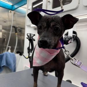 Dahlia, Chihuahua, senior, available for adoption