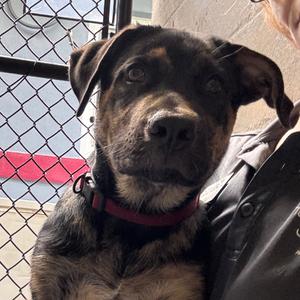 Gabriel, Mastiff, Cane Corso, available for adoption