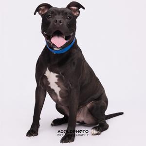 A black pit bull mix dog with a blue collar sits in front of a white background, panting with its tongue out.