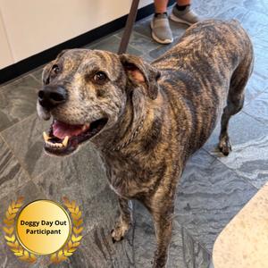 Bones, Catahoula Leopard Dog, adult, available for adoption