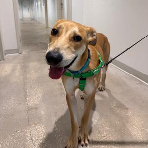 A light brown dog with a green harness and a black leash is standing in a hallway, looking at the camera with its tongue out.