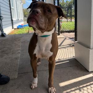Athena, Terrier, adult, available for adoption
