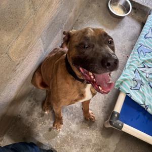 Deuce, Mastiff, Cane Corso, adult, available for adoption