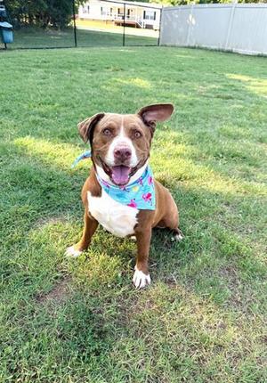A brown and white dog wearing a blue bandana with pink flowers, sitting on a grassy lawn.