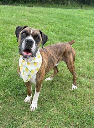 A brown and white boxer dog wearing a yellow bandana with pineapple patterns, standing on a grassy field.