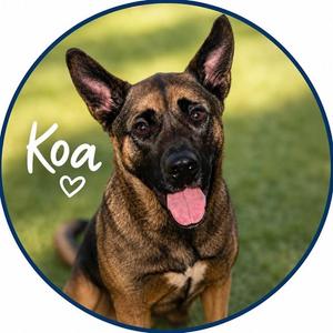 KOA, German Shepherd Dog / Mixed Breed, adult, available for adoption