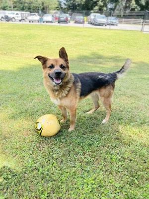 A happy German Shepherd mix standing on a grassy field with a yellow soccer ball near its feet.
