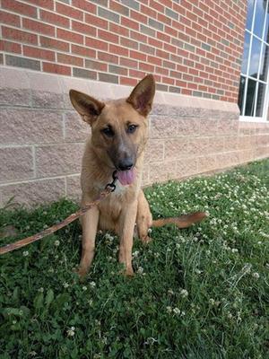 ROCKY, German Shepherd Dog, young, available for adoption