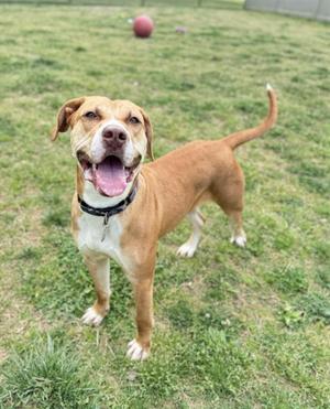 A brown and white dog standing on a grassy field, smiling with its mouth open and tongue out, wearing a black collar. A red ball is visible in the background.