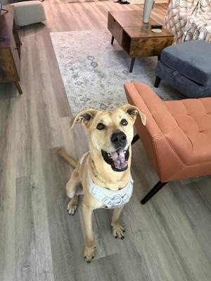 CASSIE, Labrador Retriever, adult, available for adoption