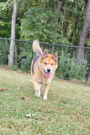 A tan and black German Shepherd mix dog with its tongue out, trotting on a grassy hill towards the camera.