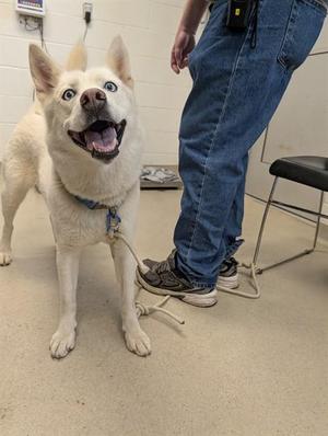 A white dog with blue eyes is standing on a leash, looking up with its mouth open and tongue out. A person wearing blue jeans and sneakers is standing next to the dog.