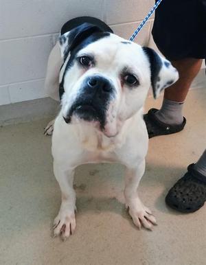 CURIO, American Bulldog / Mixed Breed, adult, available for adoption