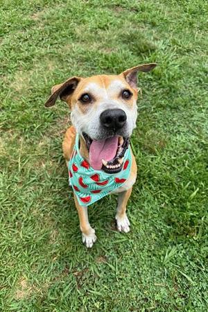 WOLVERINE, Labrador Retriever / Mixed Breed, senior, available for adoption