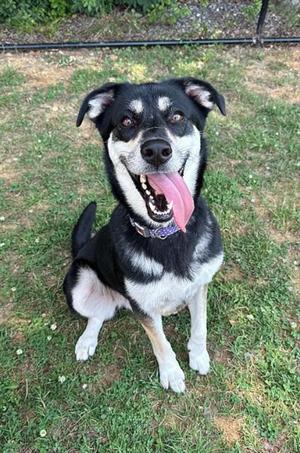 A black and white dog with a pink tongue sticking out, sitting on grass.