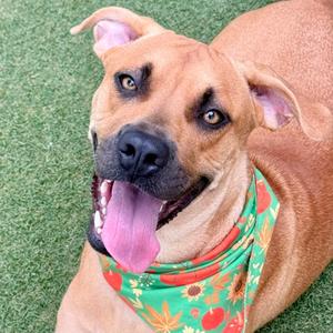 A happy brown dog wearing a colorful bandana, lying on green grass.